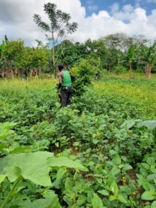 Tropical Jamaican landscape representing balanced island living and sustainable wellness habits.