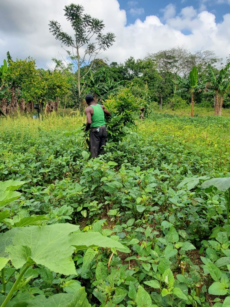 Tropical Jamaican landscape representing balanced island living and sustainable wellness habits.